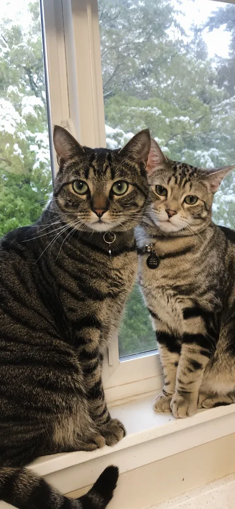 Most perfect cat photo ever taken