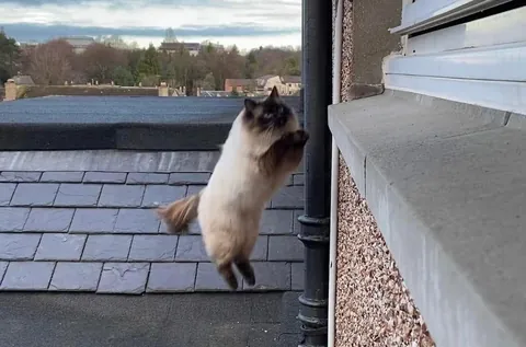 Some random cat learned how to jump up to my window ledge to get in