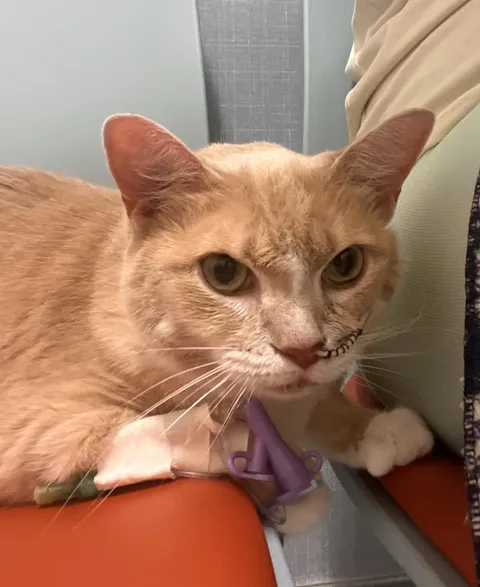 This is Molly, she is 7 and hospitalized with pancreatitis. She’s recovered and is coming home today!