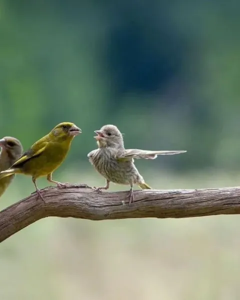 PsBattle: A young European Greenfinch extending its wing next to an adult.