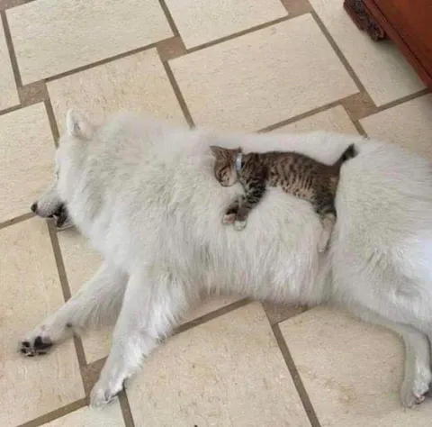 Cat uses dog as carpet
