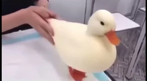 The most perfect duck