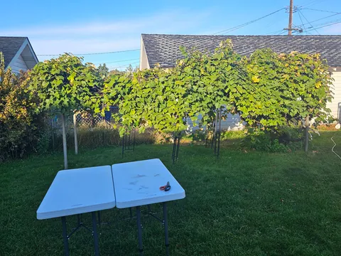 Last year I traumatized my half century+ grape vine and still picked 50 pounds of grapes.  This year I'm racing tonight's freeze and have already picked ~250 pounds.