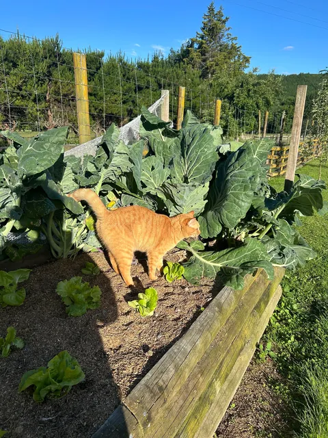 Poet doing her daily farmer rounds 👩‍🌾🐑