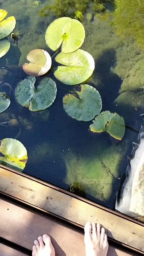 Do water gardens count?