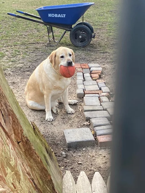 My neighbor's dog loves his ball
