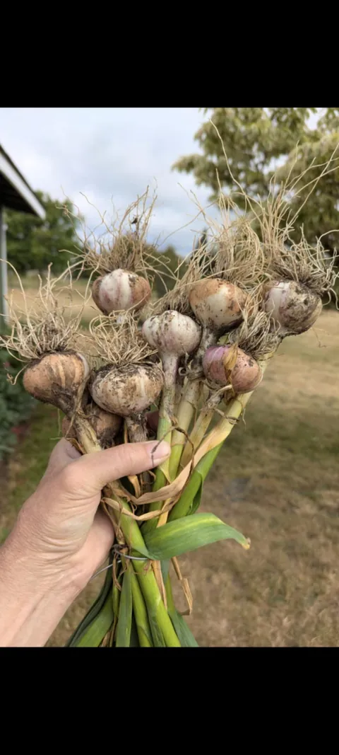 Resurrecting my dad's lost garlic variety after 40 years. More in the comments.