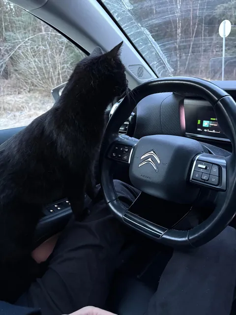 Cat’s out of the bag