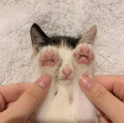 No paparazzi please, I’m just a humble bean trying to nap