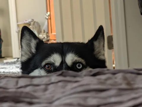 Lindsay as she realizes that me laying down to take a nap means no walks until I wake up 😂