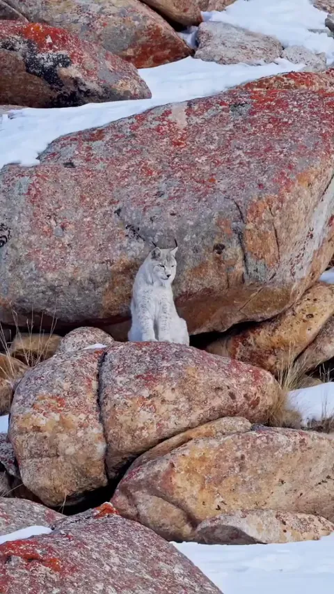 🔥 Euarsian Lynx mother and kittens in the cold wilderness of Ladakh, India
