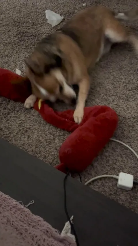 She's doing her daily bicycle exercise