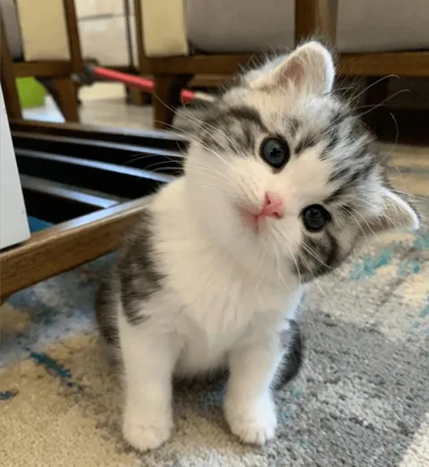 Meet 0.9 pounds of pure purrfection!