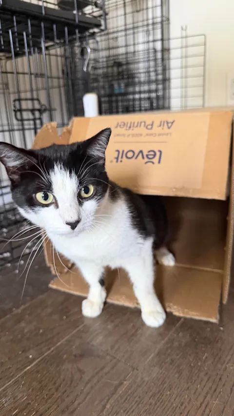 Final plea to help find Legacy, special needs cat, a home