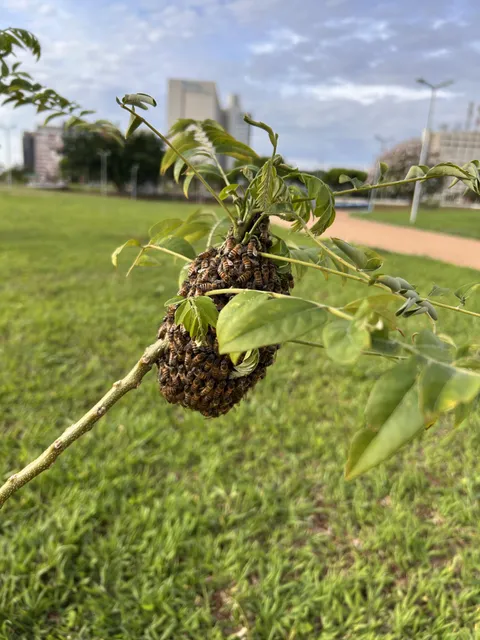 Why are those bees clustered like this?