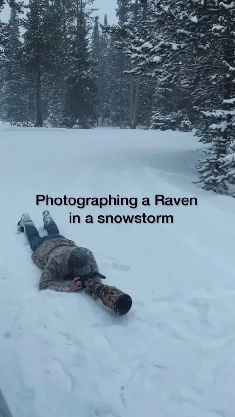 Breathtaking photography of a raven in a snowstorm