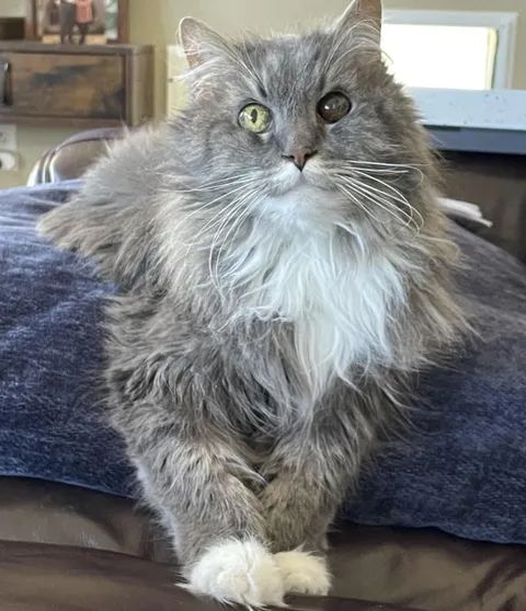 18yo slowing down. How do I know it’s time to schedule a euthanasia appointment?