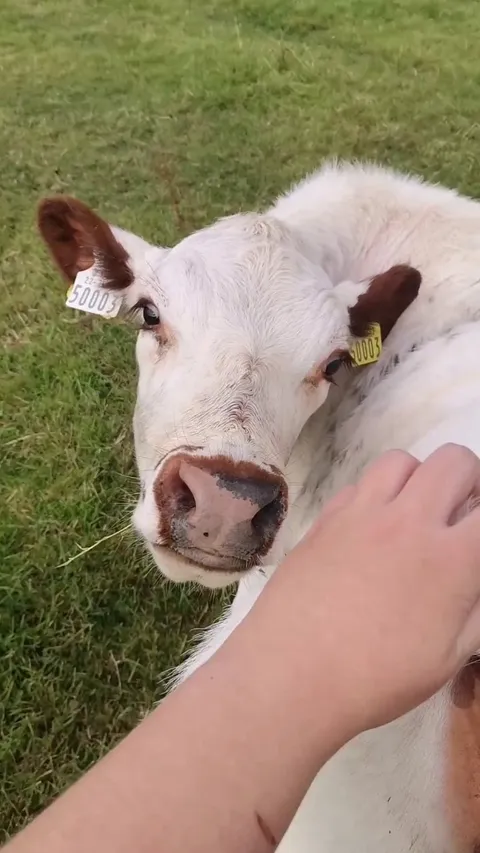 Frankie arrived here in February, but only started being comfortable with pets recently. Tail scratches are clearly her favourite!