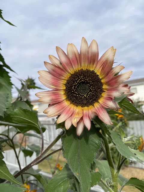 my lovely sunflower!!