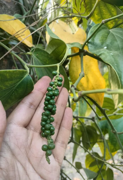Just noticed my Black Pepper plant's first peppercorn fruit.