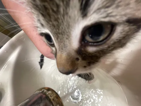 Bartholomew pooped on me😾