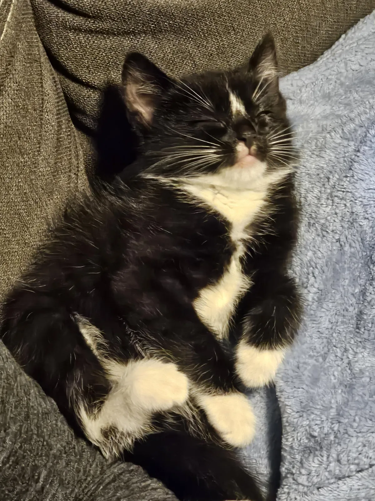 Found this kitten on the side of the road a month ago, she made herself right at home! 