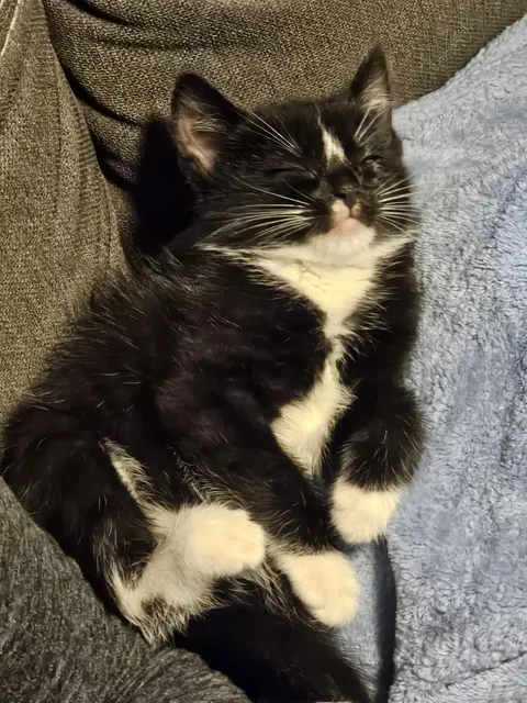 Found this kitten on the side of the road a month ago, she made herself right at home! 