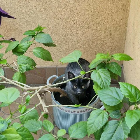 My little monkey grey cat vs now