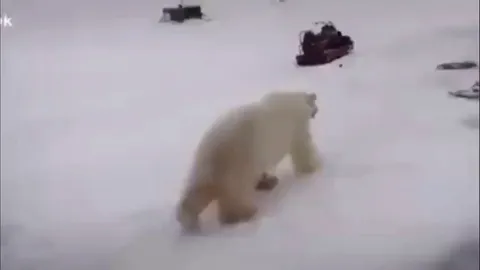 Man fends off 2 polar bears by throwing sticks at them