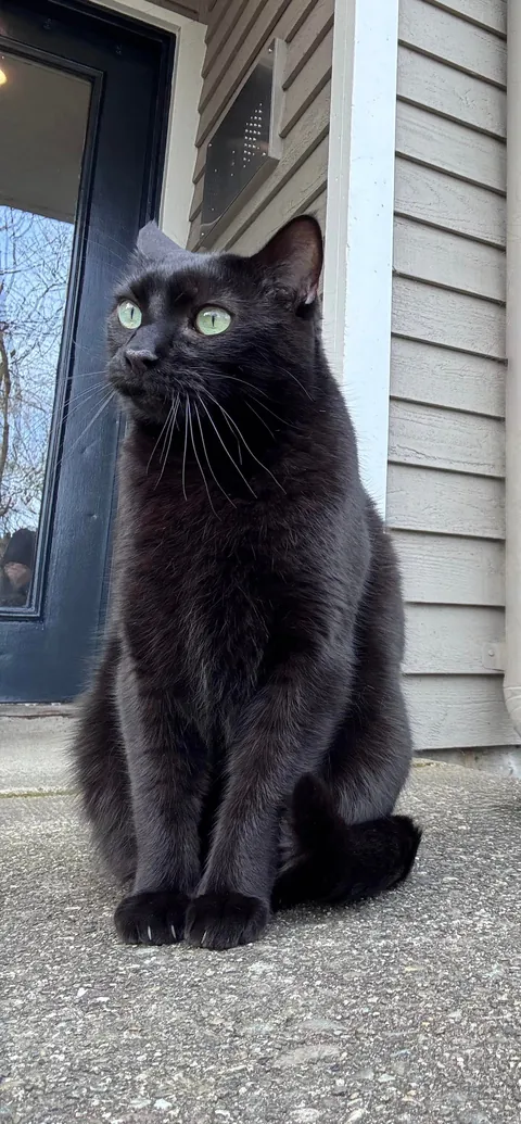 Greeting and protecting me as I arrive home