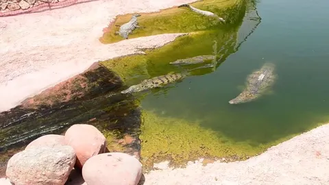 According with recent studies, Cocodiles are smart enough to have a concept of unrewarded play: Fun. They have seen using natural waterslides in the wild, give piggy back rides and "play ball" with logs.