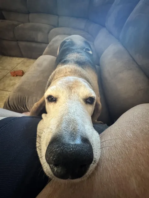 Petsies, pretty please??