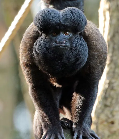 🔥The bearded Saki Monkey: a new world monkey with a fabulus beard and hairdo