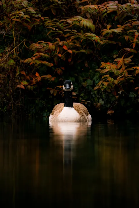 ITAP of a Canadian goose