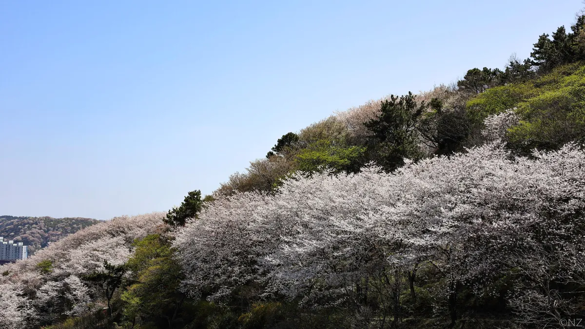 Sakura Busan April'25: A dream with cherry blossoms