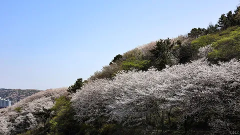 Sakura Busan April'25: A dream with cherry blossoms