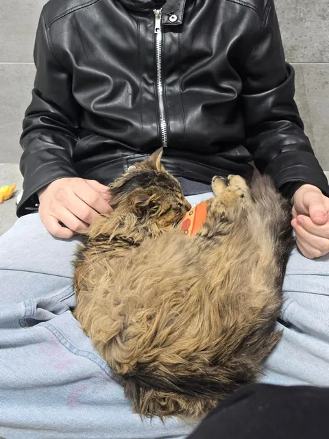 Boyfriend and I finally got our first cat after moving in together. Meet our son, Tobi.