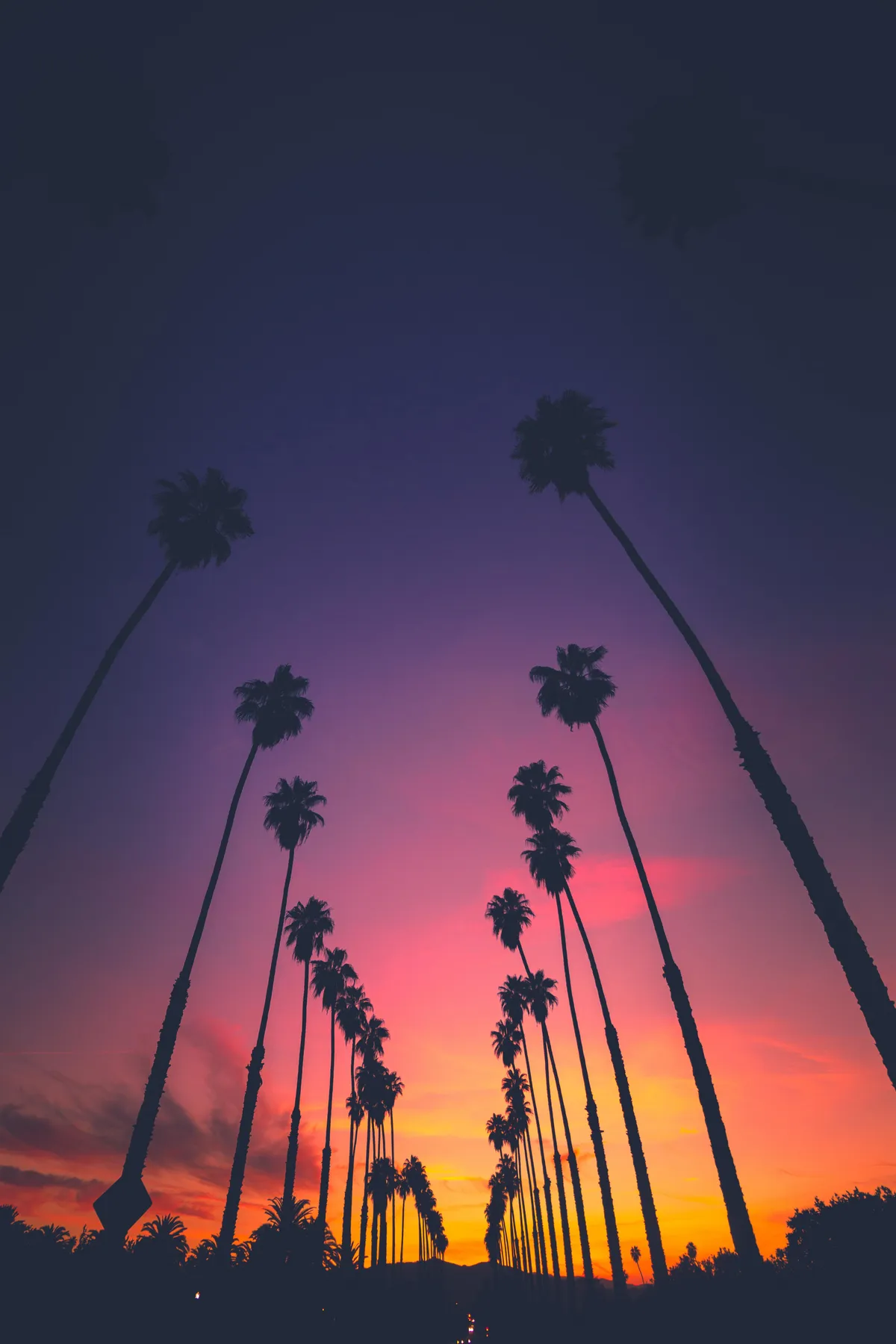 ITAP of a some Palm Trees