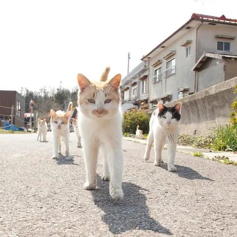 PsBattle: Cats walking in Japanese neighbourhood.
