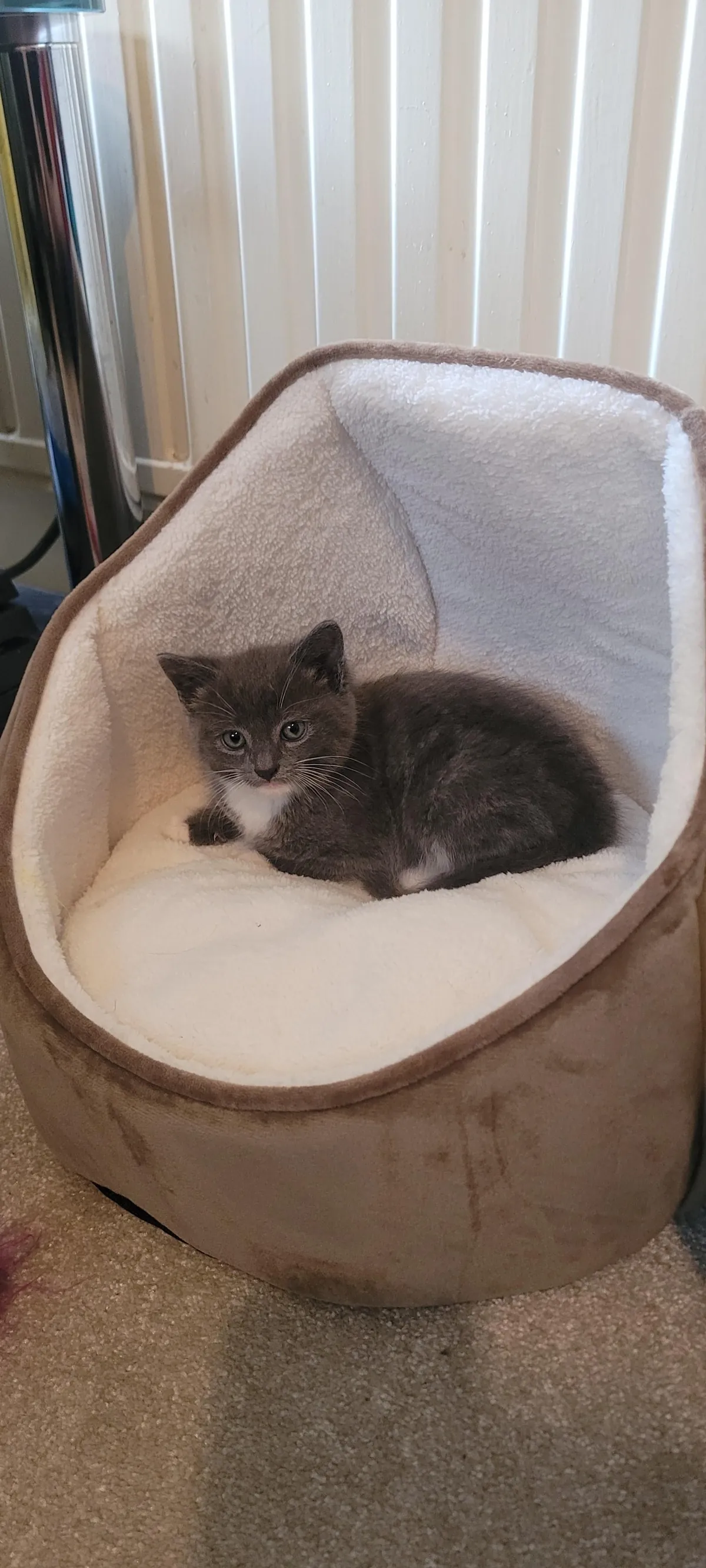 I recently became a cat dad. This is M'aiq the Liar and he has lit up my life.