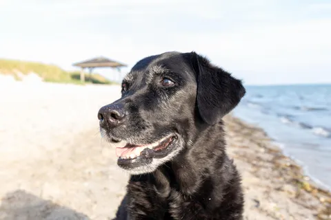 15 years, 4 months and 3 weeks old, deaf &amp; happy