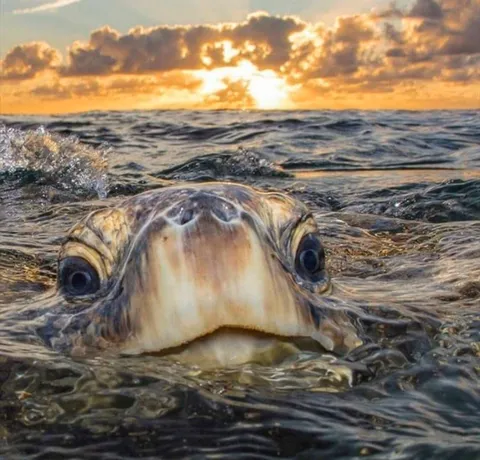 🔥 A beautiful sea turtle