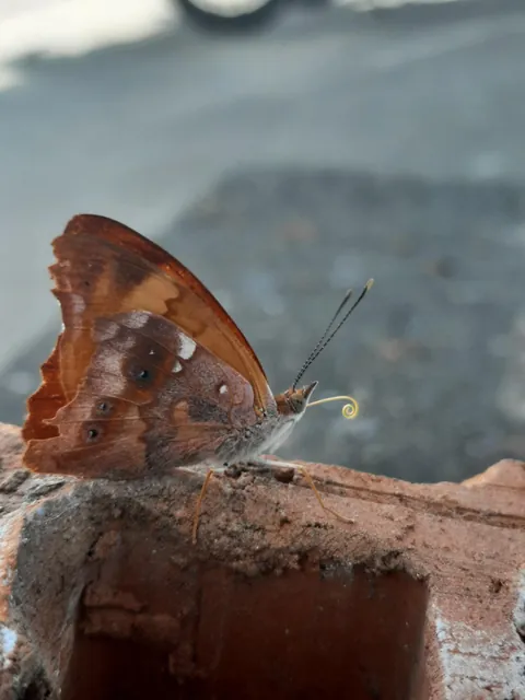Sharing a cola with a friend, he even brought his own straw!