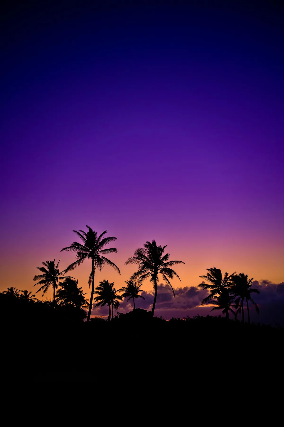 ITAP of some palm trees during a sunset