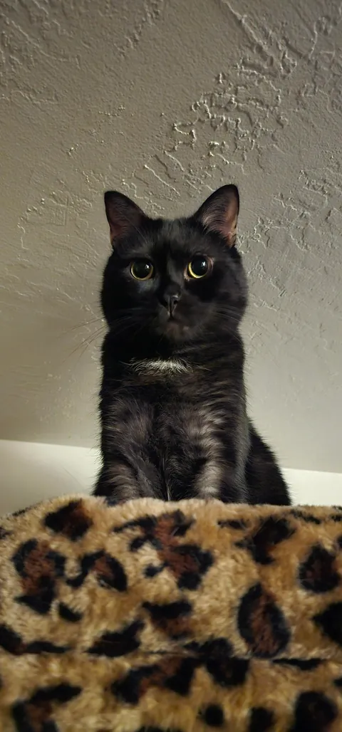 First time posting, this is Topanga!