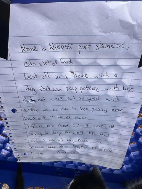 Abandoned mom and kittens