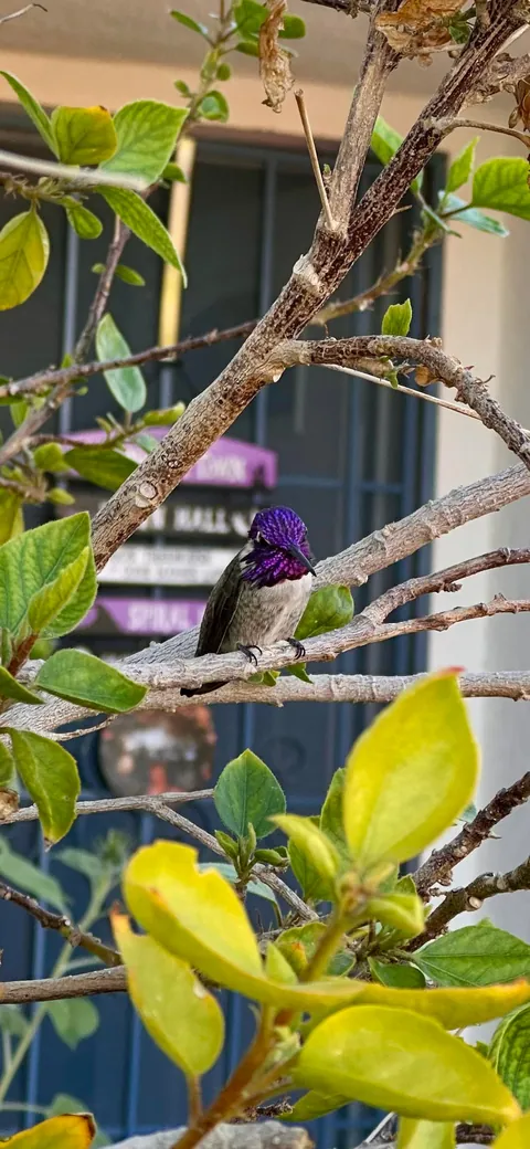 This pretty lil guy visited my garden today 🥰