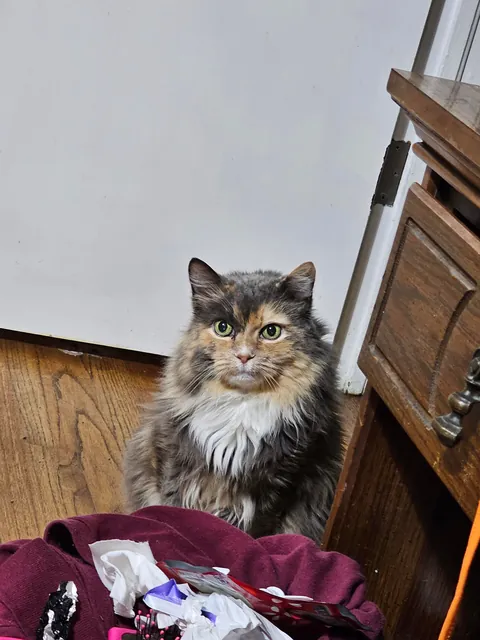 My crime: petting another cat