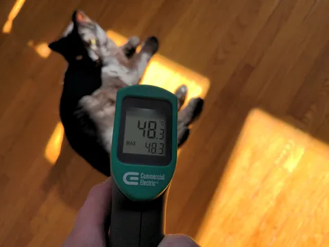 Was curious to see how hot my black cat gets when he's in the sun.