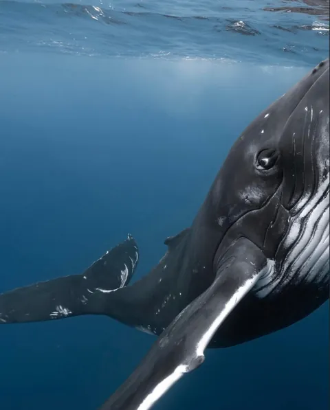 Photographer Rachel Moore captures stunning Photos of whales and sharks